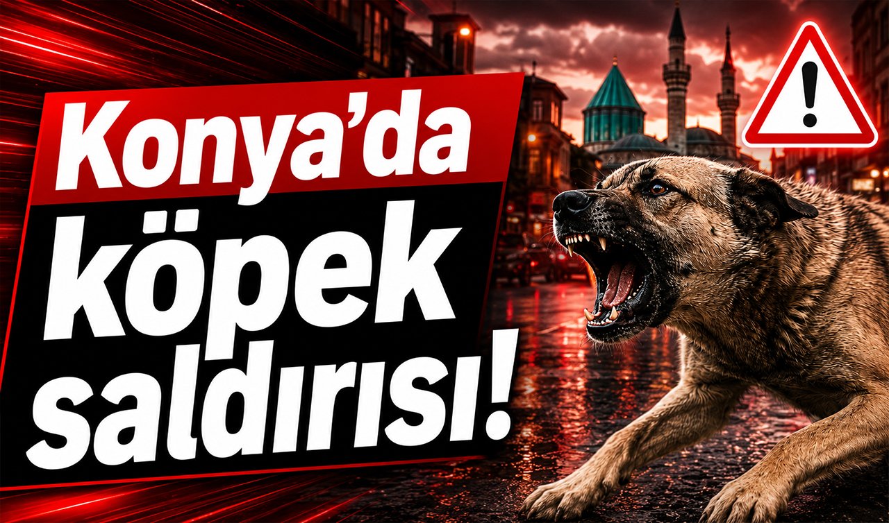 Konya’da köpek saldırısı! 1 kişi yaralandı