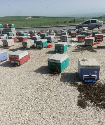 Araç arızalanınca binlerce arı telef oldu