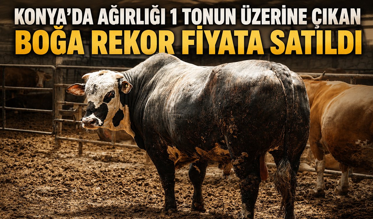Özel seçip özenle büyüttü! Konya’da ağırlığı 1 tonun üzerine çıkan boğa rekor fiyata satıldı  