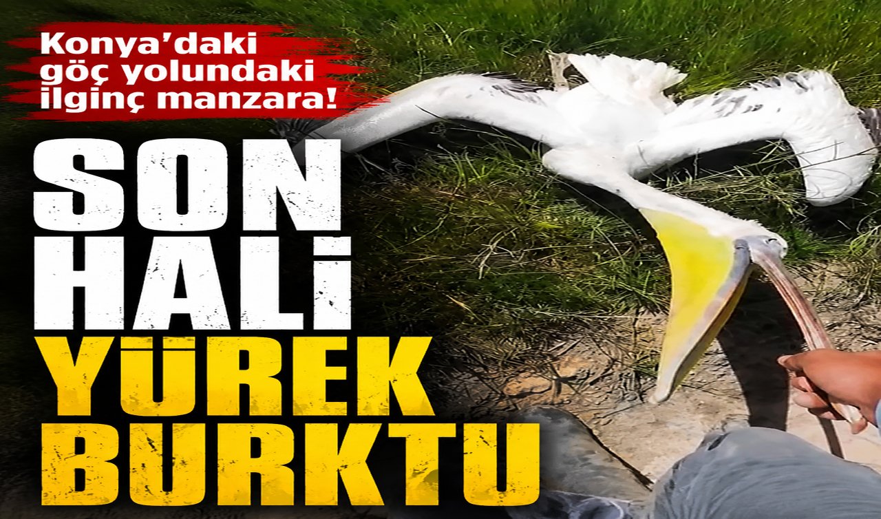 Konya’daki göç yolunda ilginç manzara! Son hali yürek burktu 