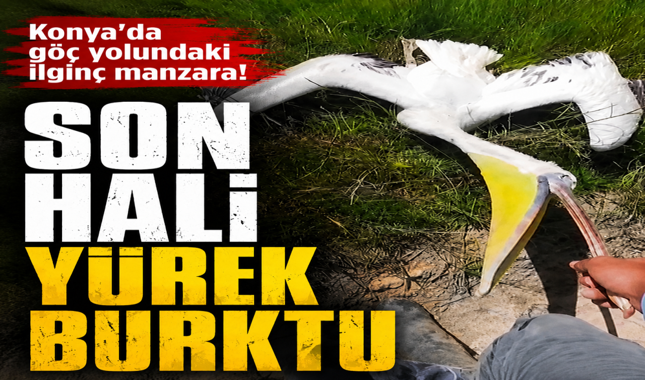 Konya’da göç yolunda ilginç manzara! Son hali yürek burktu 