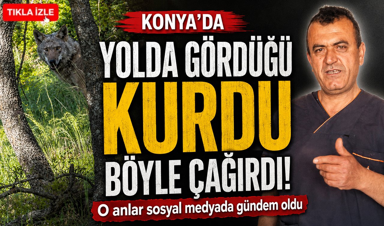 Konya’da yolda gördüğü kurdu böyle çağırdı! O anlar sosyal medyada gündem oldu