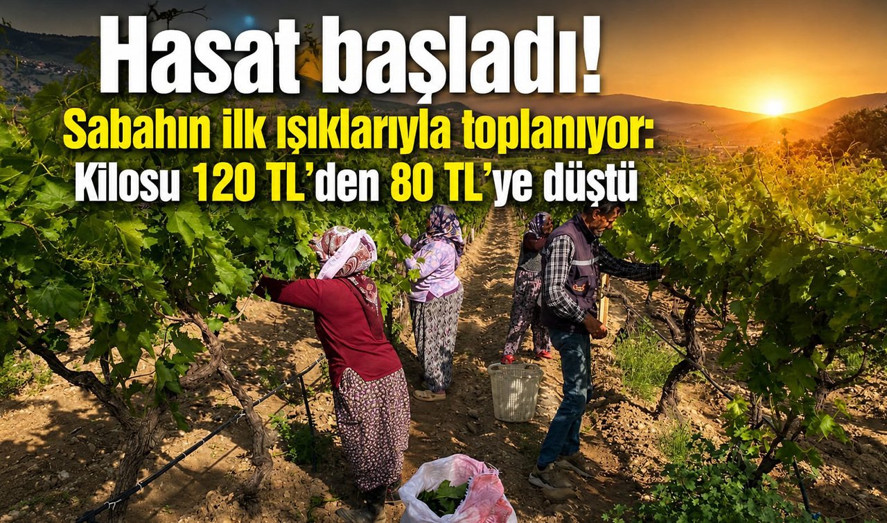 Hasat başladı! Sabahın ilk ışıklarıyla toplanıyor: Kilosu 120 TL’den 80 TL’ye düştü