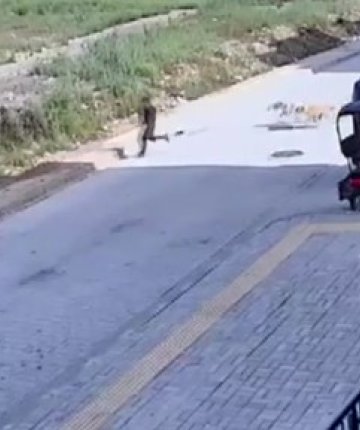 Sokak köpeklerinin saldırdığı 7 yaşındaki çocuğun korku dolu anları kamerada