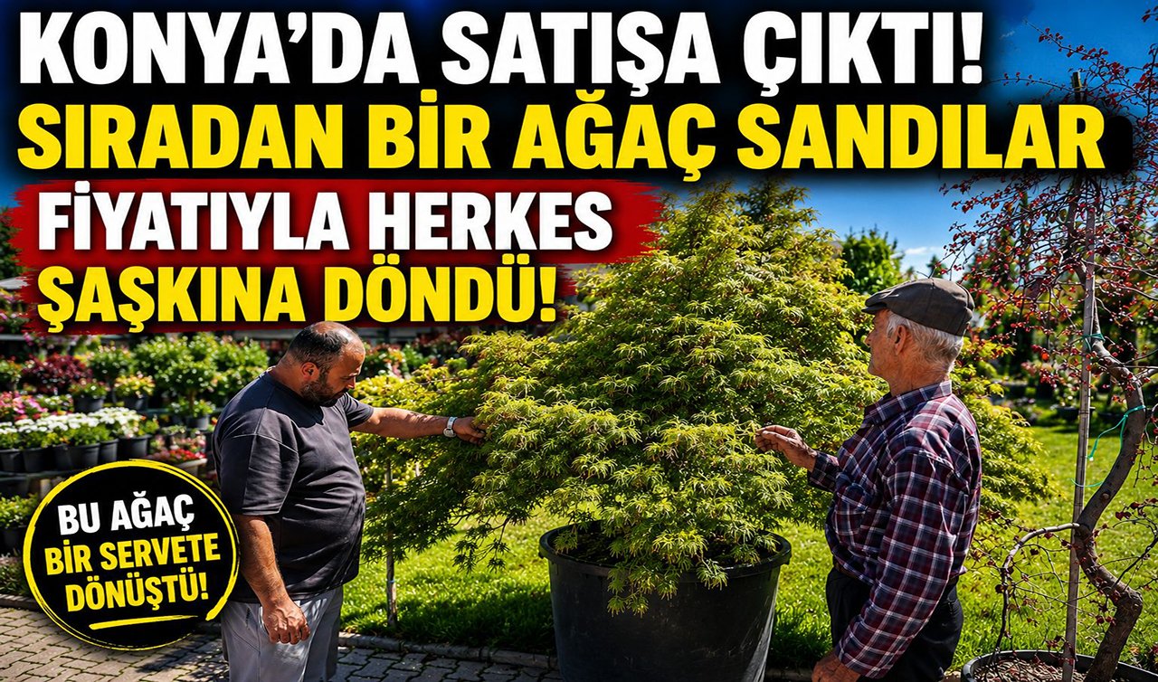 Konya’da satışa çıktı! Sıradan bir ağaç sandılar: Fiyatıyla herkes şaşkına döndü!