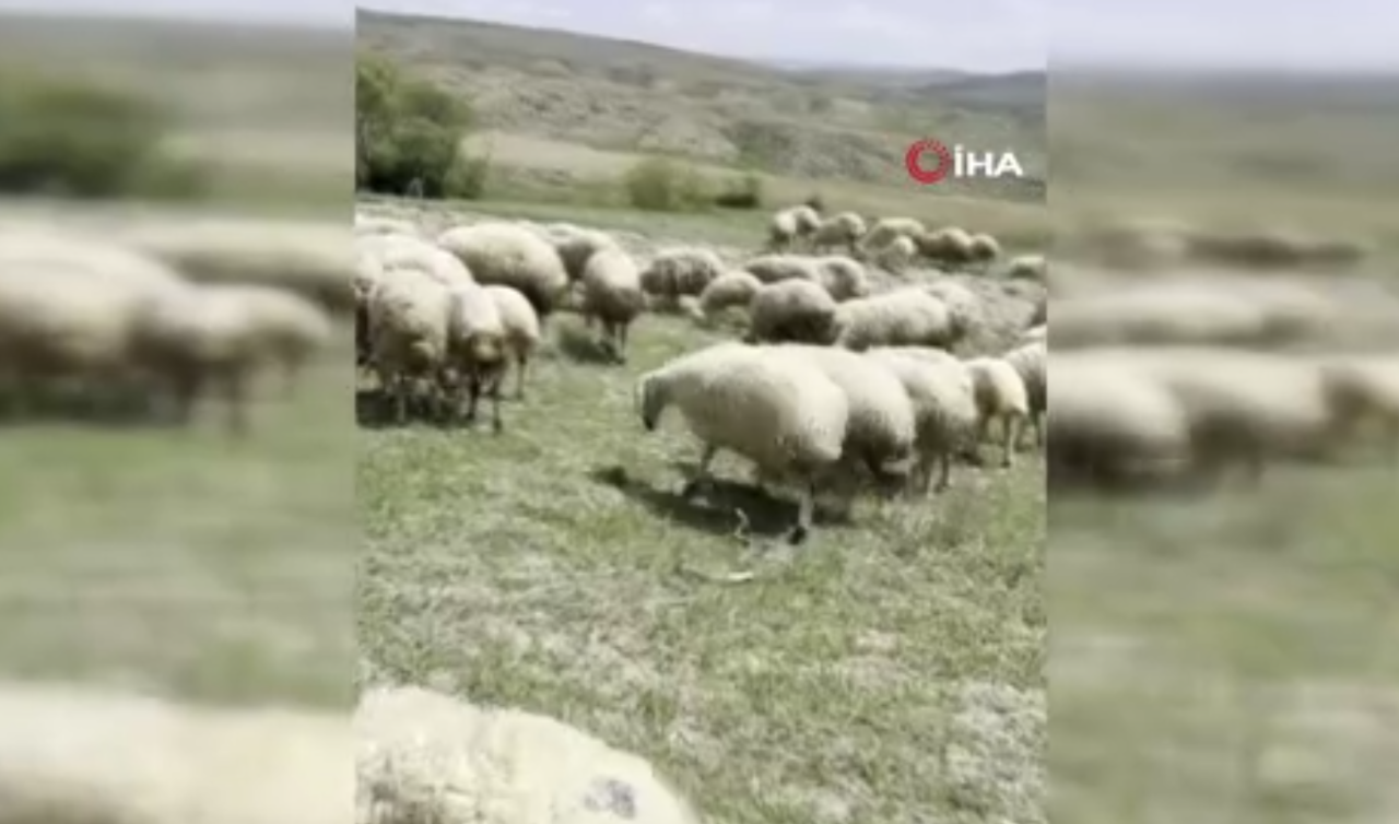 Koyun sürüsüne yılan saldırdı! O anlar kamerada