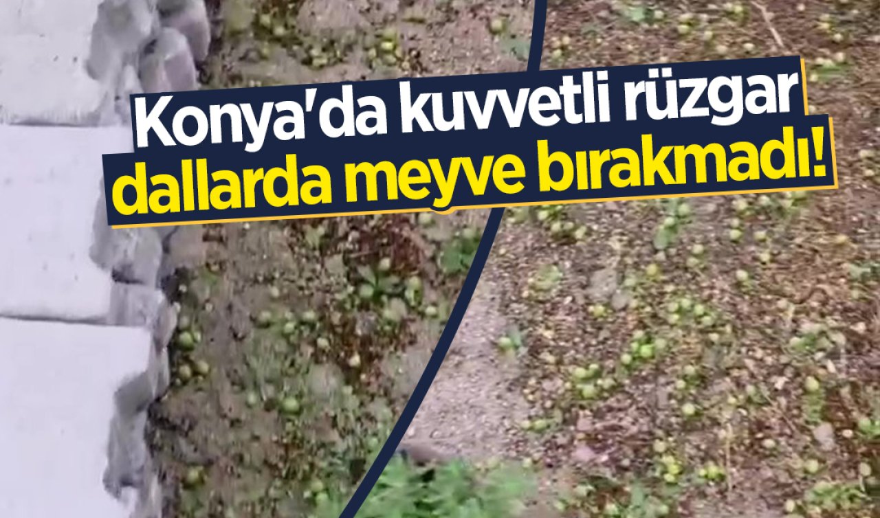 Konya’da kuvvetli rüzgar dallarda meyve bırakmadı! 