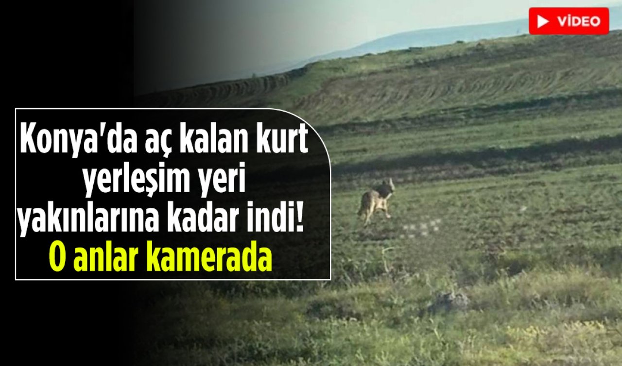 Konya’da aç kalan kurt yerleşim yeri yakınlarına kadar indi! O anlar kamerada