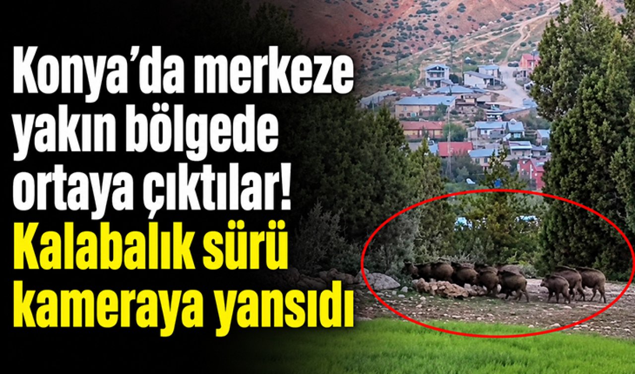 Konya’da merkeze yakın bölgede ortaya çıktılar! Kalabalık sürü kameraya yansıdı