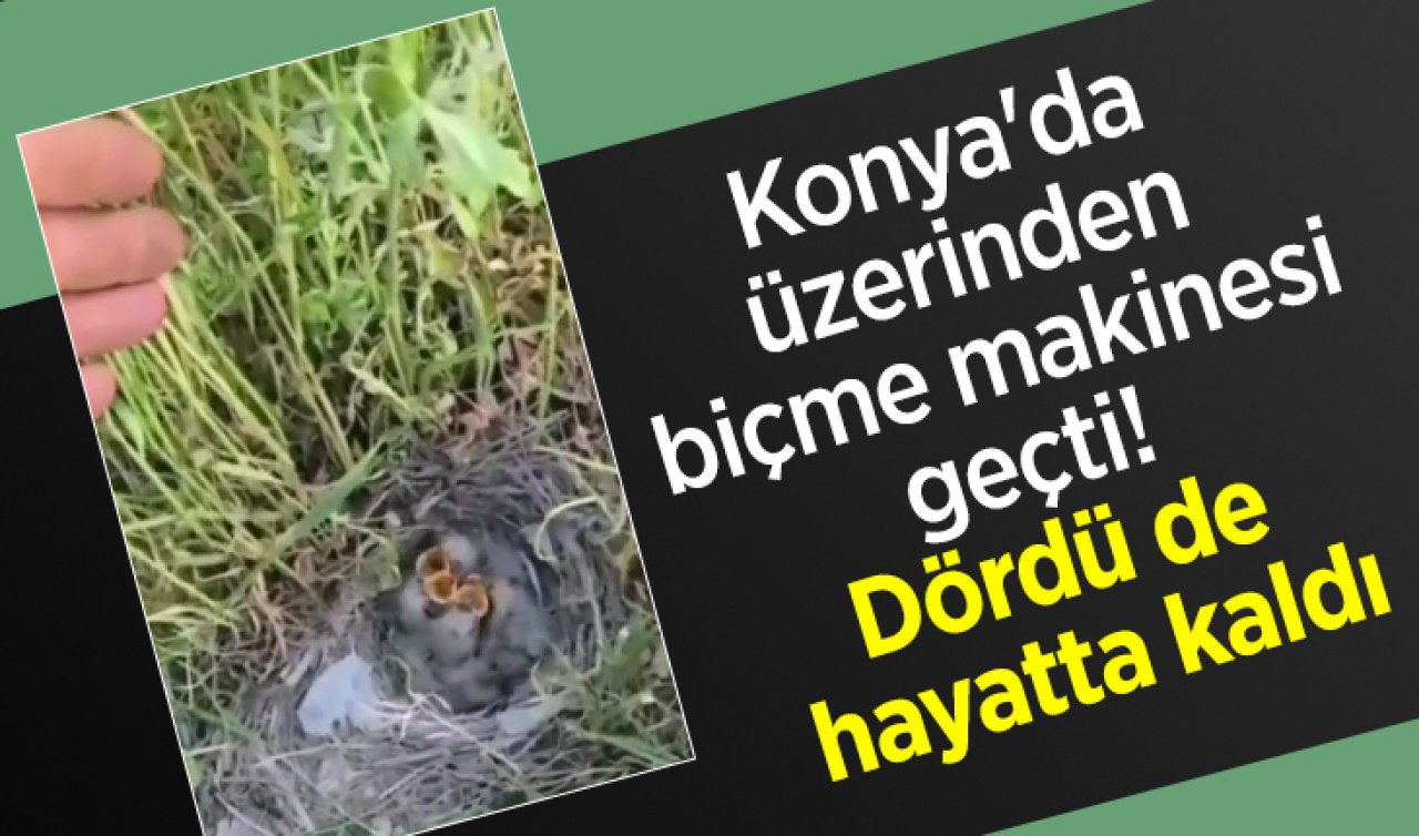 Konya’da üzerinden biçme makinesi geçti! Dördü de hayatta kaldı