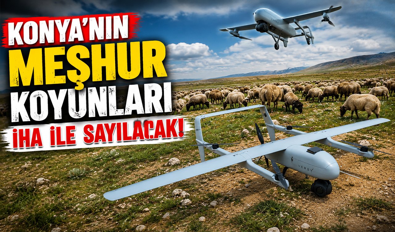 Konya’nın meşhur koyunları İHA ile sayılacak