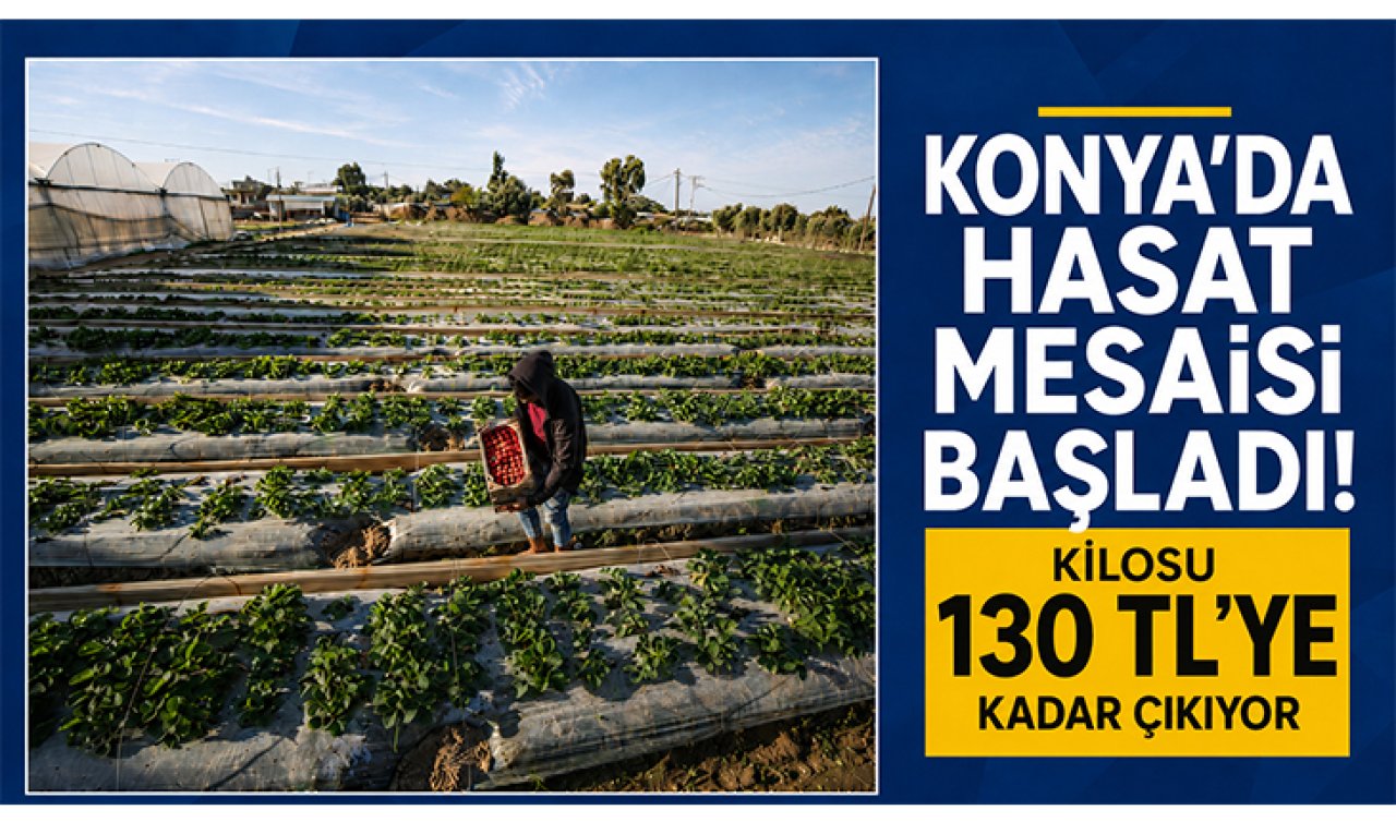 Konya’da hasat mesaisi başladı! Kilosu 130 TL’ye kadar çıkıyor