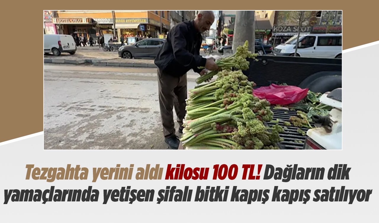Tezgahta yerini aldı kilosu 100 TL! Dağların dik yamaçlarında yetişen şifalı bitki kapış kapış satılıyor