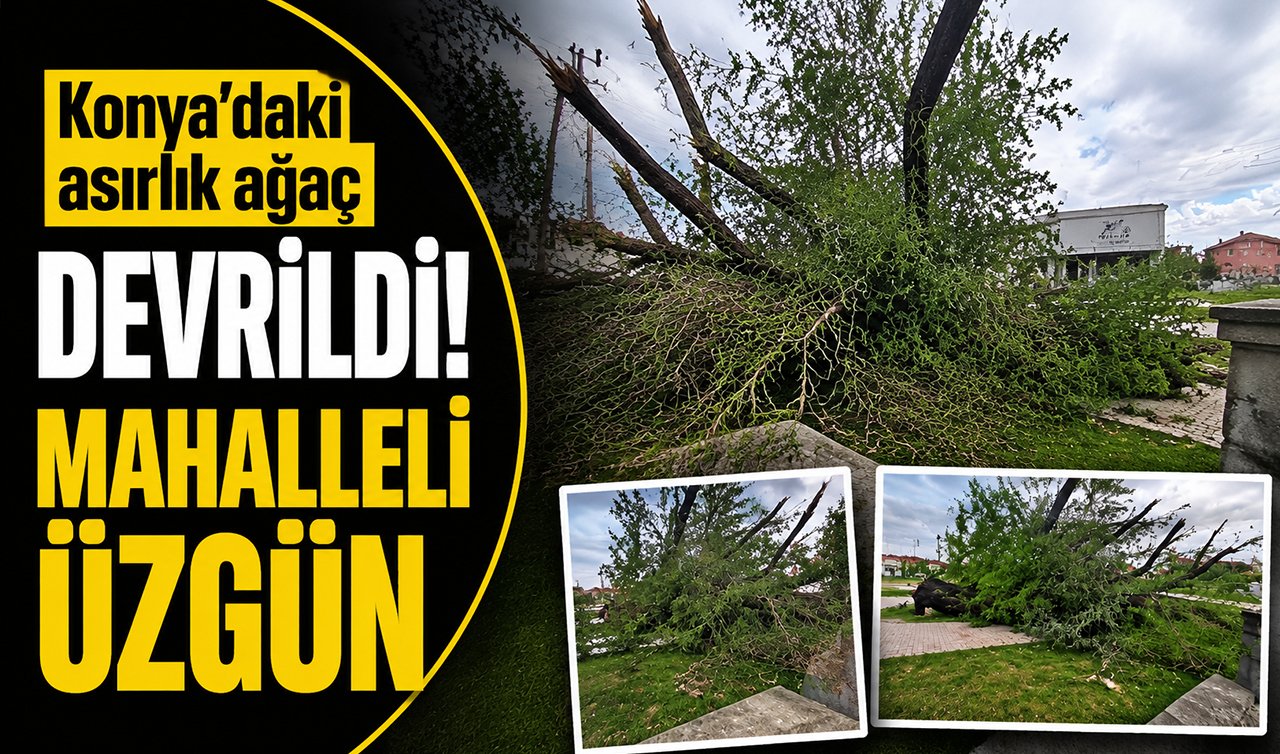 Konya’daki asırlık ağaç devrildi! Mahalleli üzgün