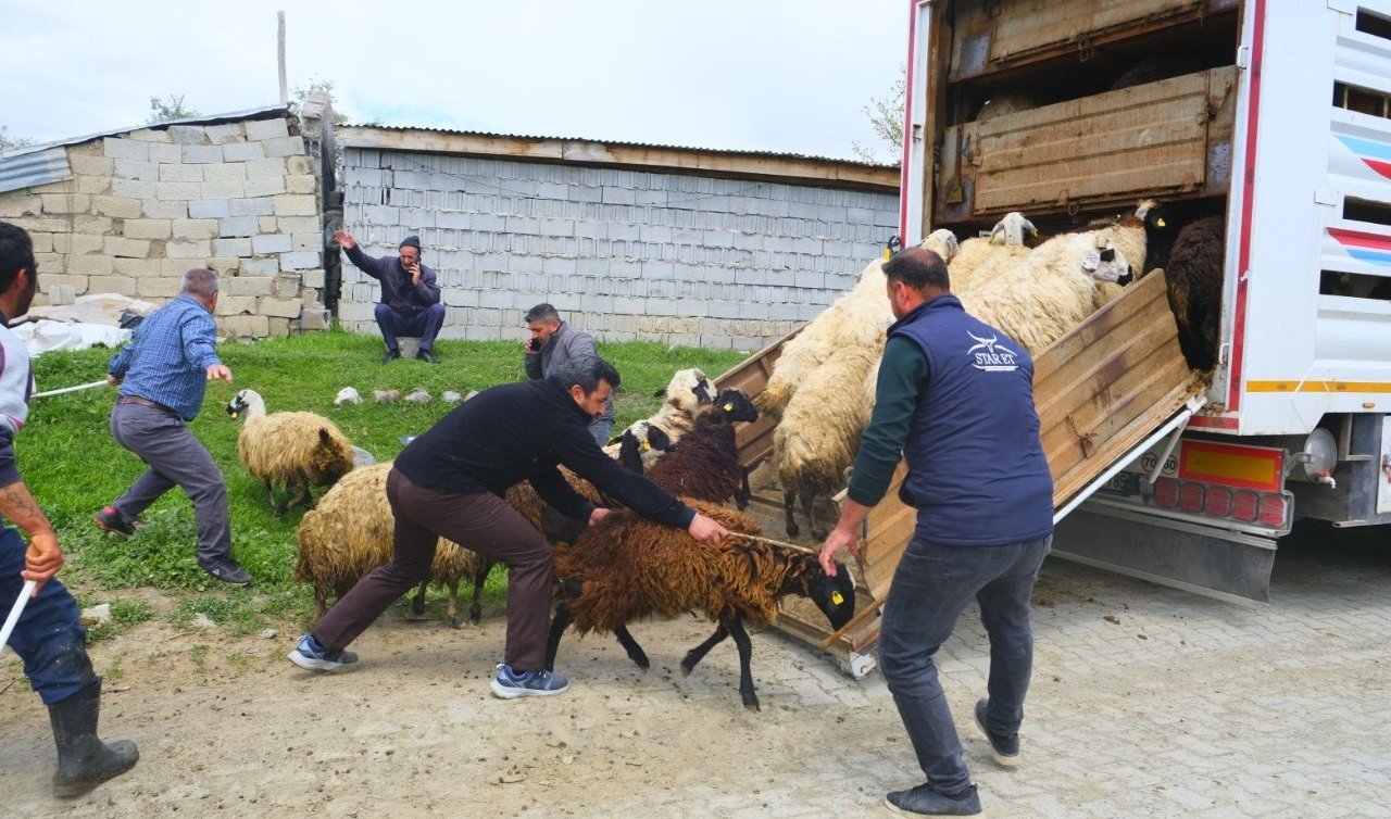  Yayla yolculuğu başladı: Üreticiler hayvanları kamyonlara yüklemekte zorlandı