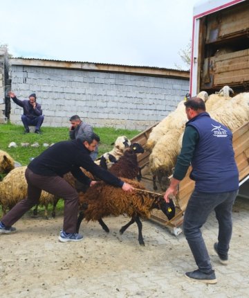  Yayla yolculuğu başladı: Üreticiler hayvanları kamyonlara yüklemekte zorlandı