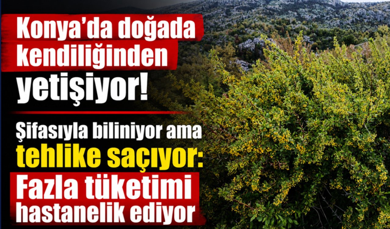 Konya’da doğada kendiliğinden yetişiyor! Şifasıyla biliniyor ama tehlike saçıyor: Fazla tüketimi hastanelik ediyor