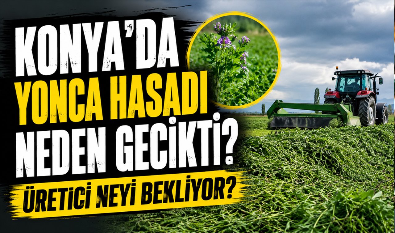 Konya’da yonca hasadı neden gecikti? Üretici neyi bekliyor?