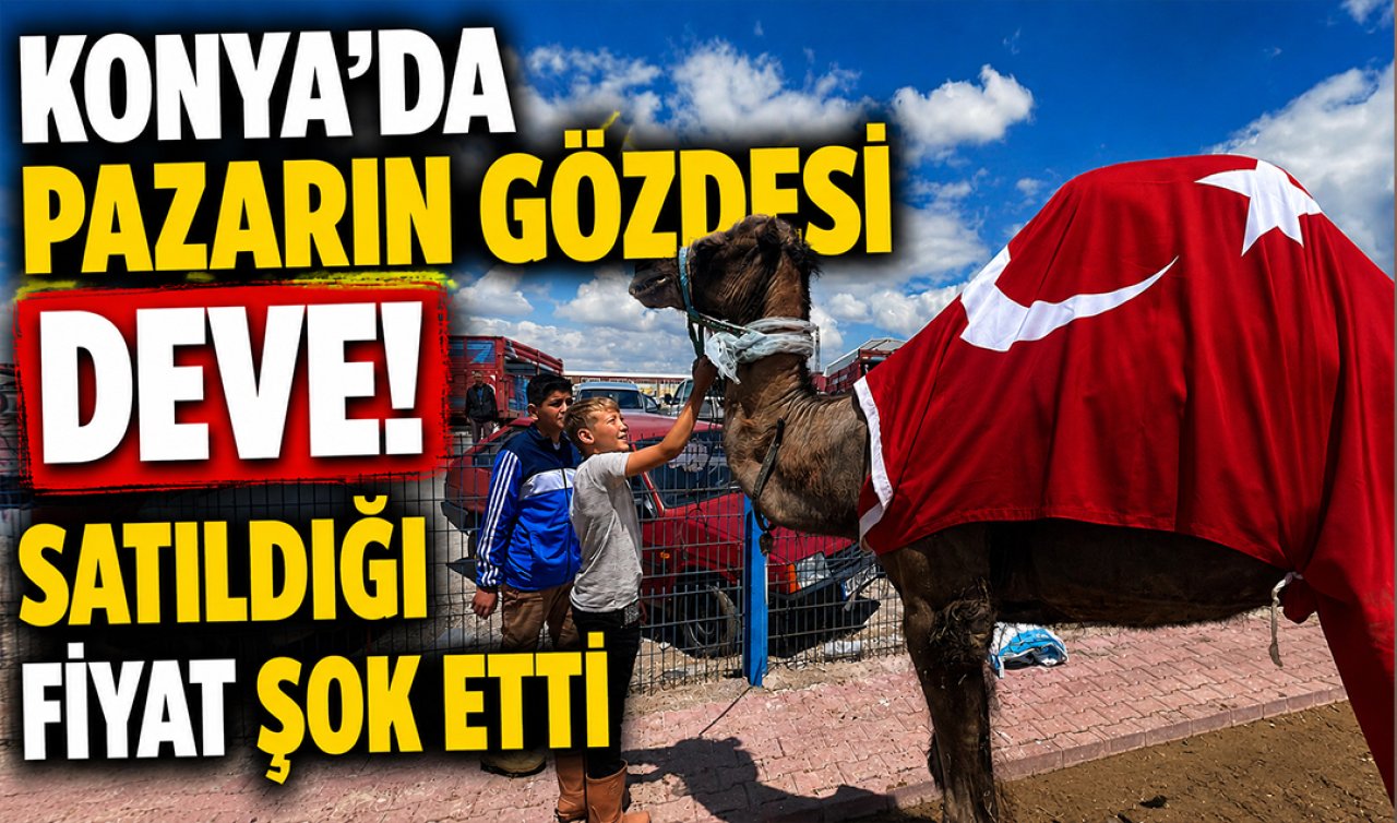 Konya’da pazarın gözdesi deve! Satıldığı fiyat şok etti 