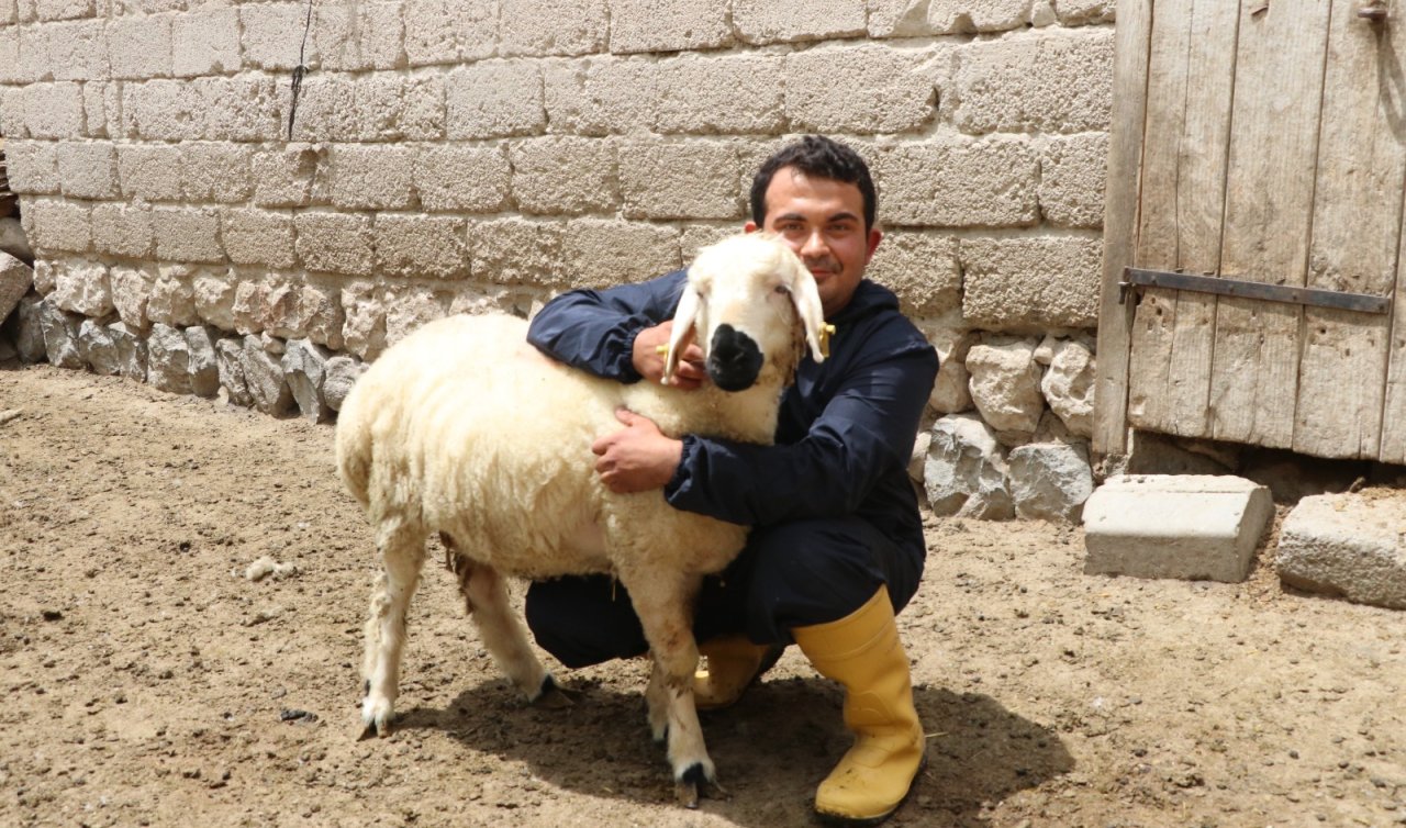 Hayvan sevgisiyle sağlığına kavuştu; köyüne dönüp modern tarım ve hayvancılığa başladı