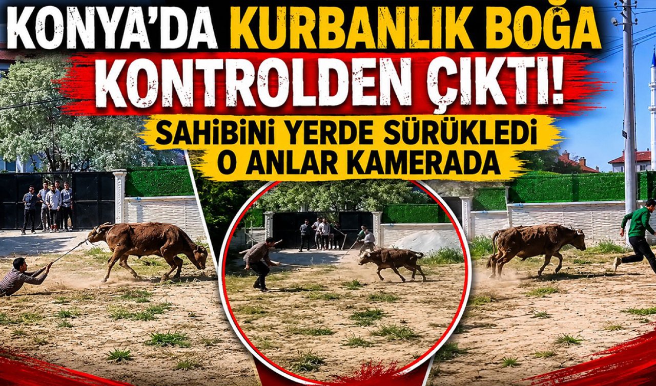 Konya’da kurbanlık boğa kontrolden çıktı! Sahibini yerde sürükledi: O anlar kamerada 