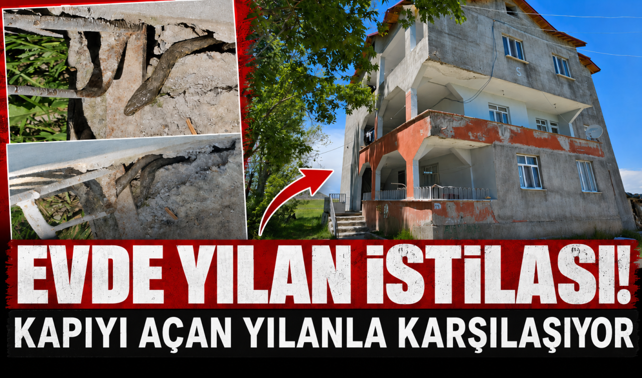 Evde yılan istilası! Kapıyı açan yılanla karşılaşıyor