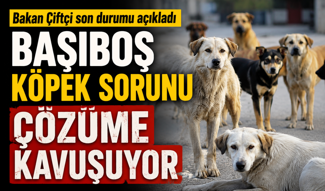 Bakan Çiftçi son durumu açıkladı: Başıboş köpek sorunu çözüme kavuşuyor