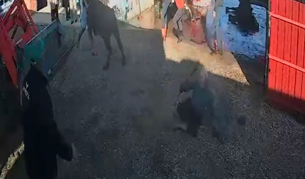 İpinden kurtulan boğanın etrafındakilere saldırısı kamerada