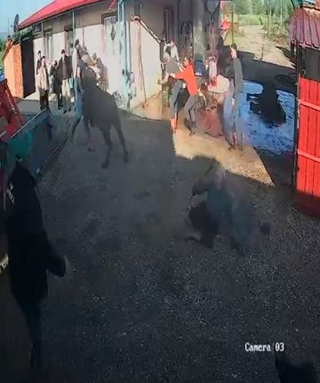 İpinden kurtulan boğanın etrafındakilere saldırısı kamerada
