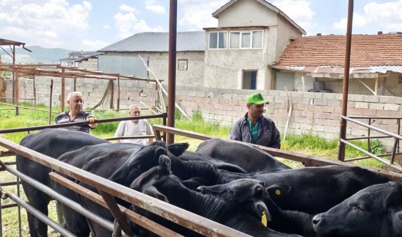 Sarayönü’nde ithal hayvanların kontrol ve kayıt işlemleri sürüyor
