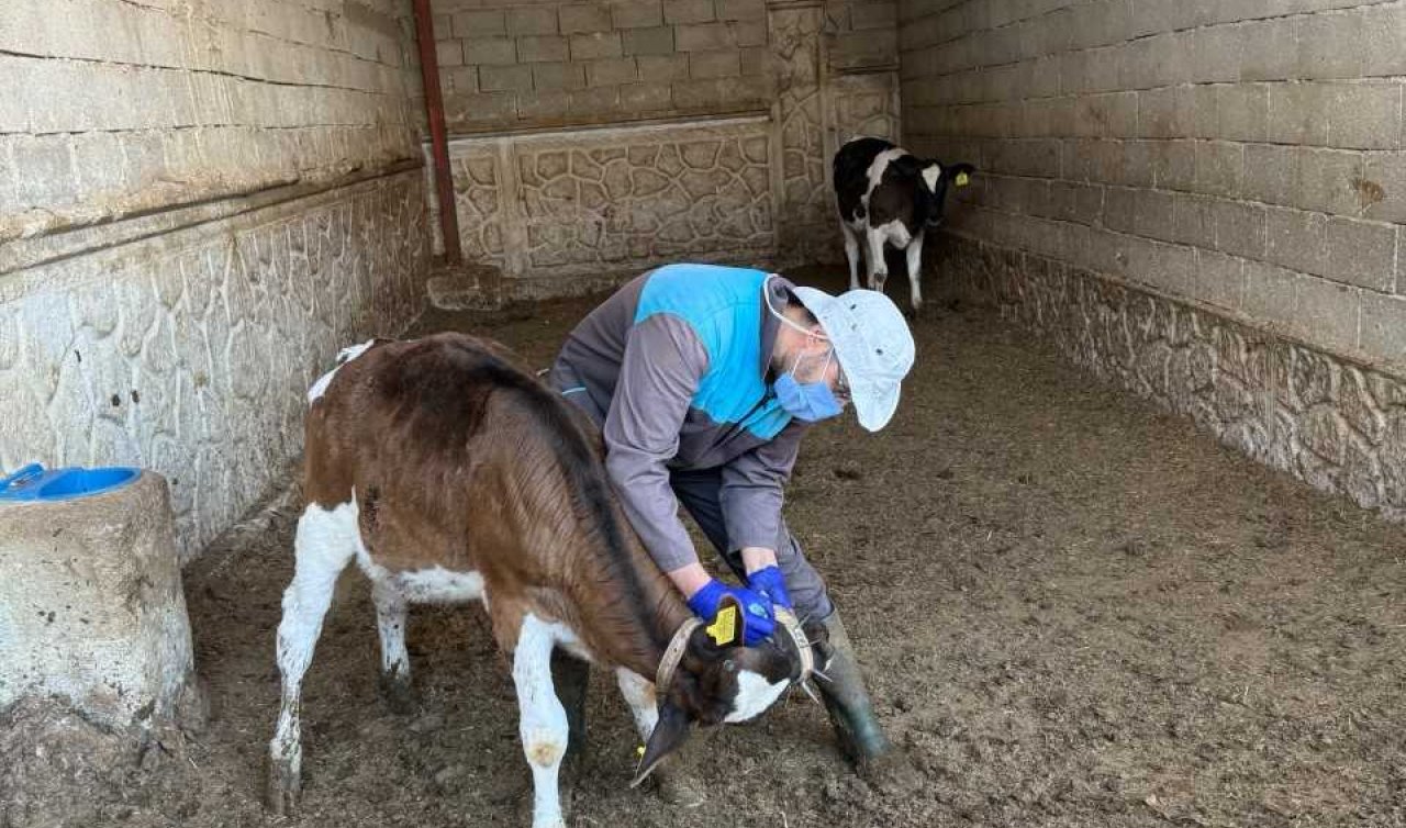 Konya’da hastalık riski! Tek tek aşılama yapıldı 