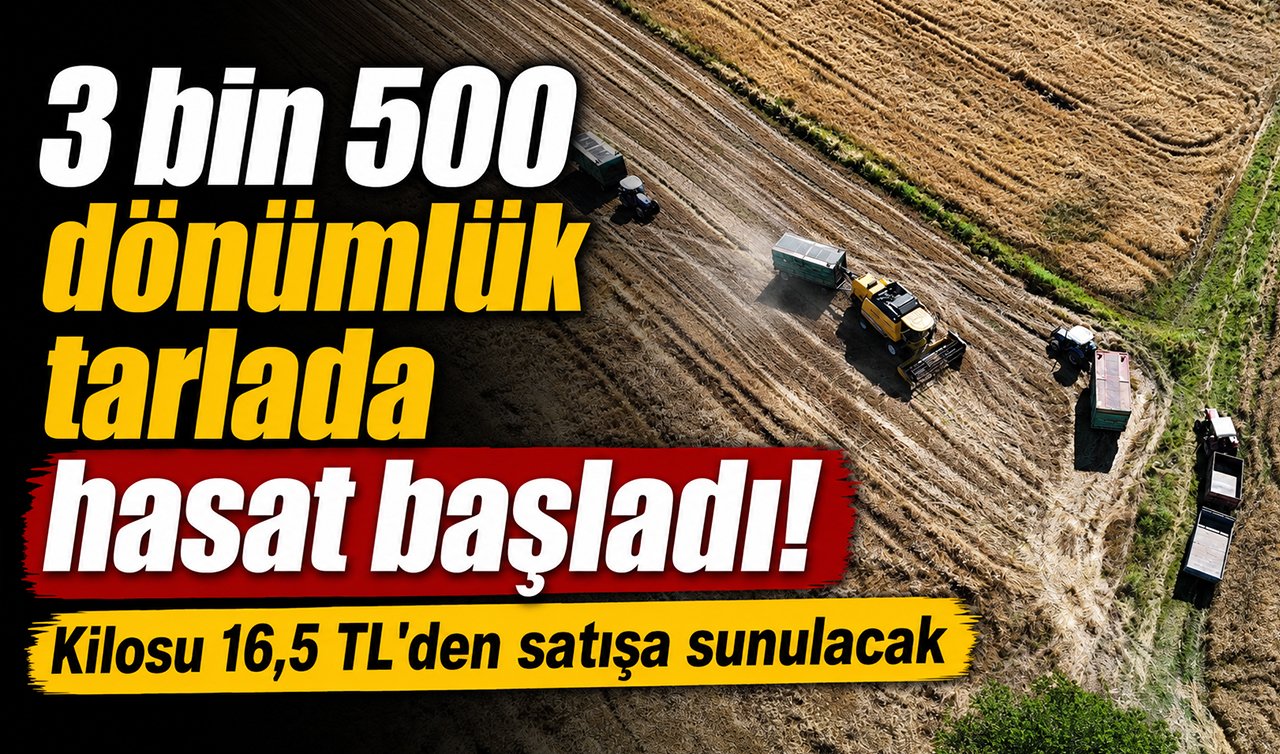 3 bin 500 dönümlük tarlada hasat başladı! Kilosu 16,5 TL’den satışa sunulacak