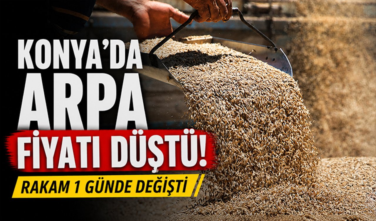 Konya’da arpa fiyatı düştü! Rakam 1 günde değişti