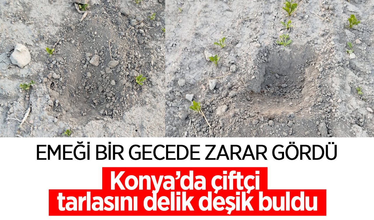 Konya’da çiftçi tarlasını delik deşik buldu! Emeği bir gecede zarar gördü