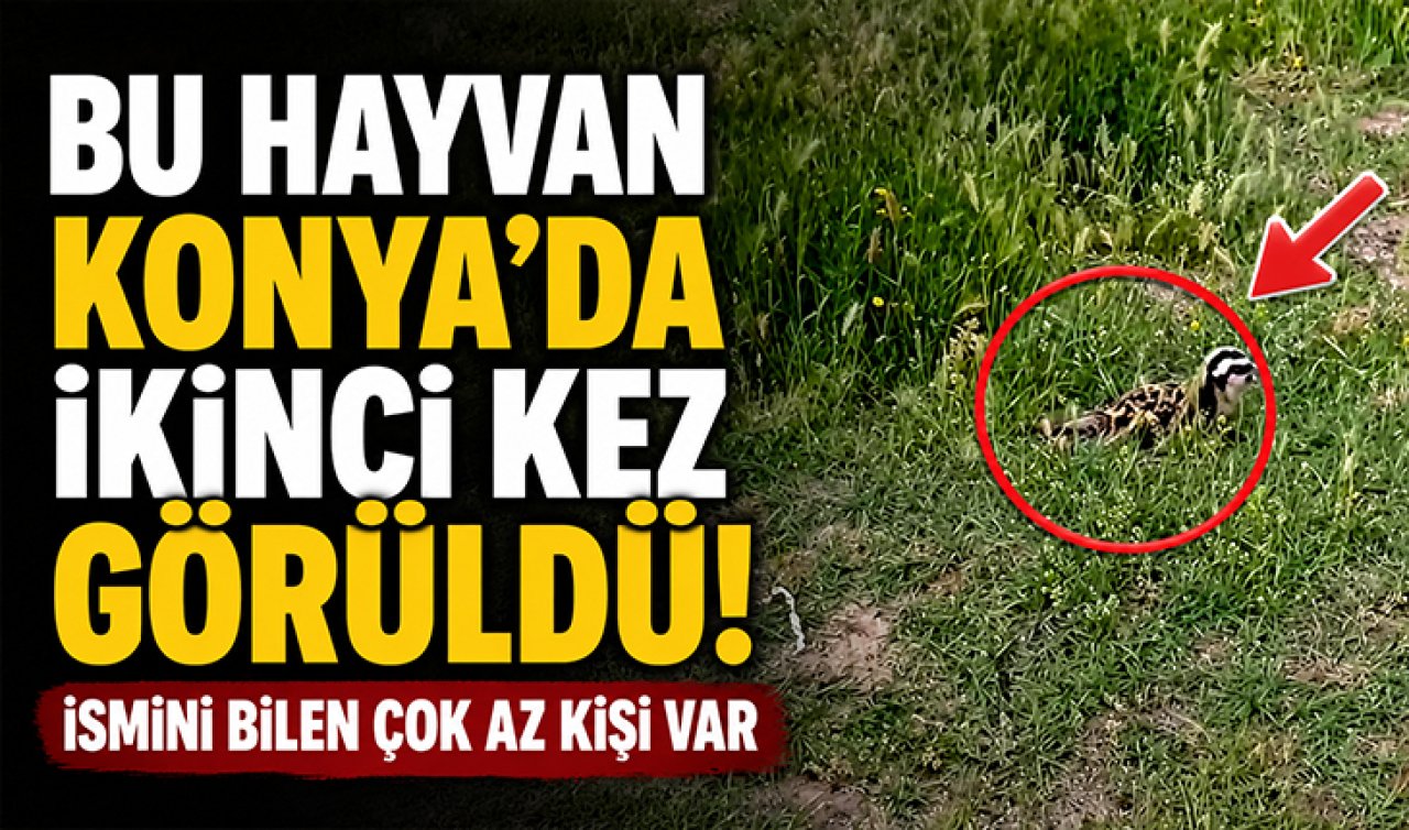 Bu hayvan Konya’da ikinci kez görüldü! İsmini bilen çok az kişi var