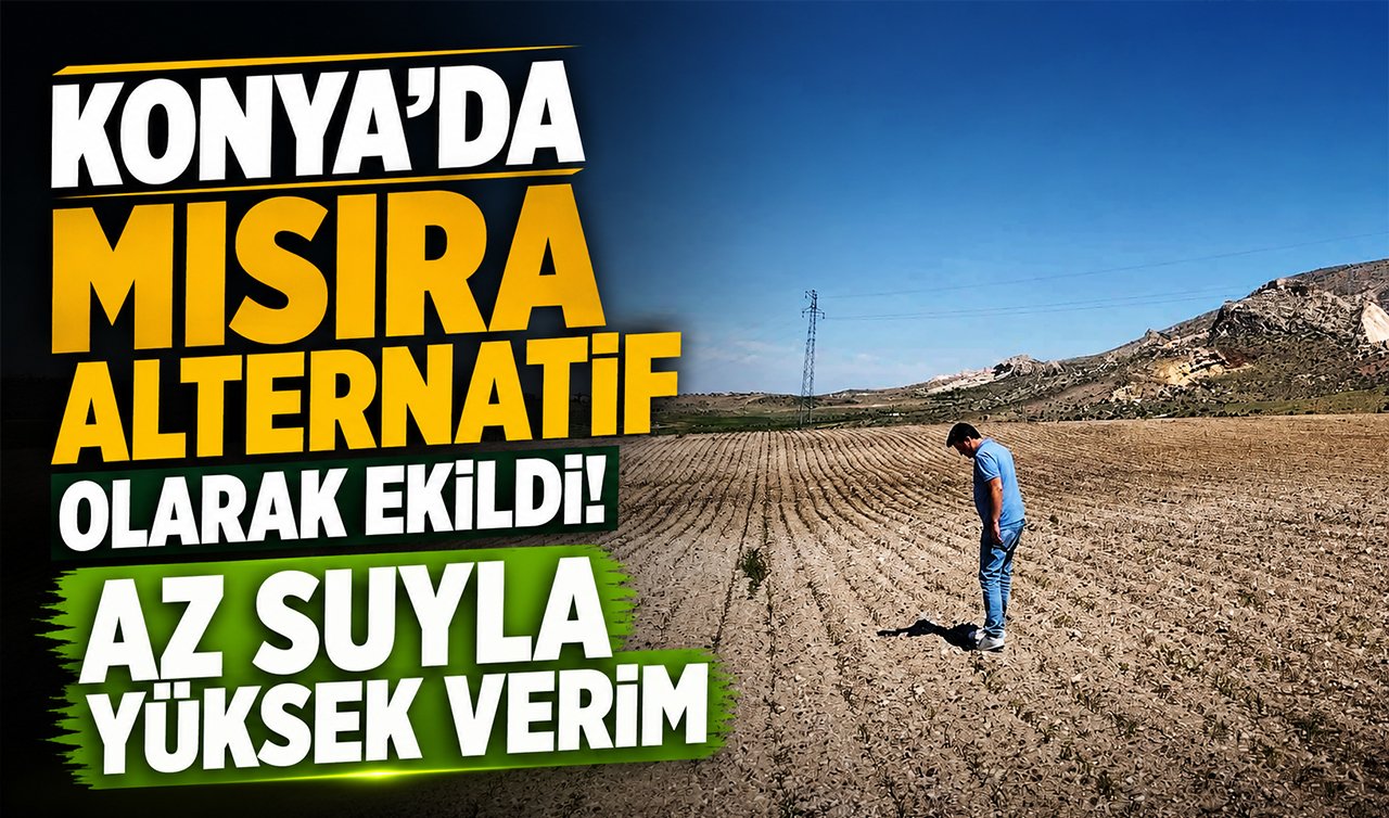 Konya’da mısıra alternatif olarak ekildi! Az suyla yüksek verim