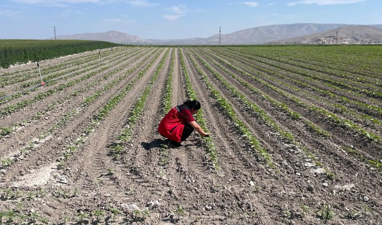 Karatay’da bitkisel üretim alanlarında arazi kontrolleri sürüyor