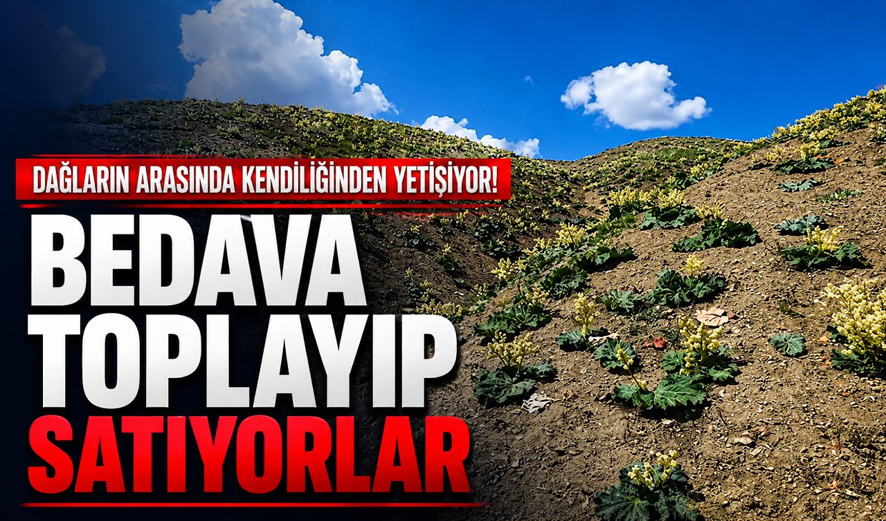 Dağların arasında kendiliğinden yetişiyor! Bedava toplayıp satıyorlar