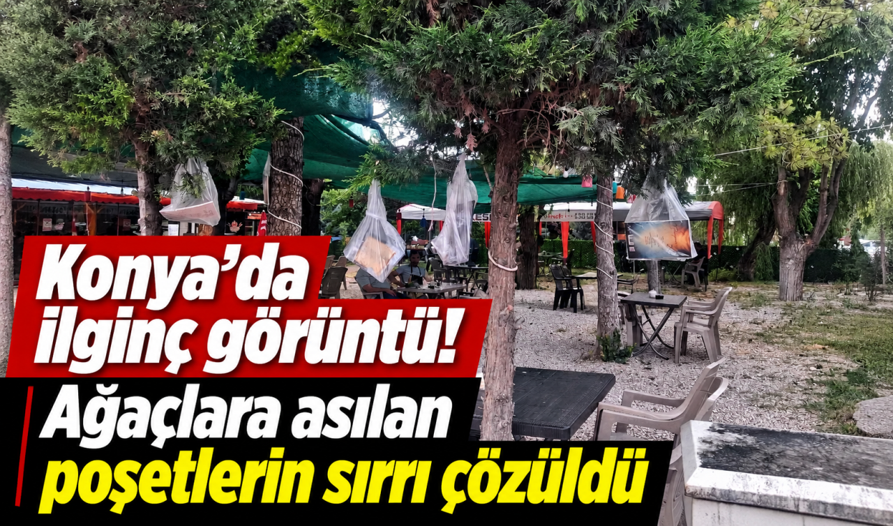 Konya’da ilginç görüntü! Ağaçlara asılan poşetlerin sırrı çözüldü