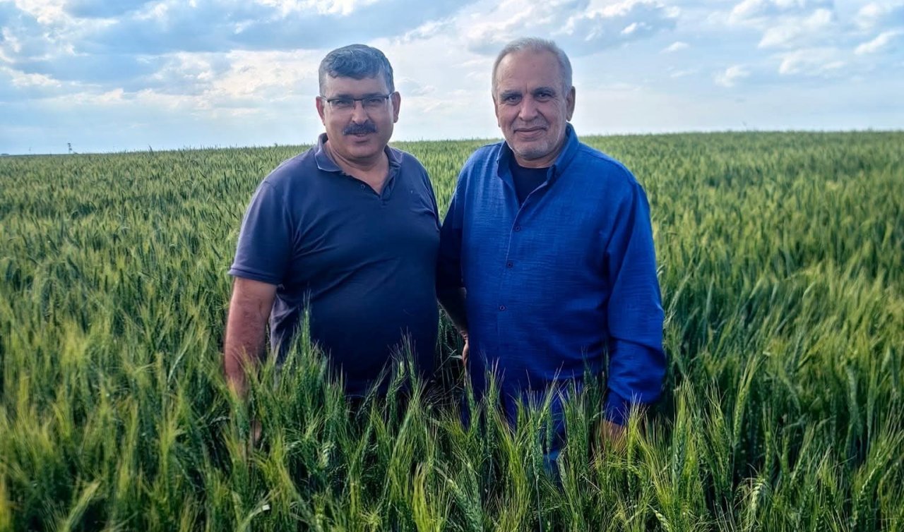Karapınar’da arpa ve buğday tarlalarında yatma problemi