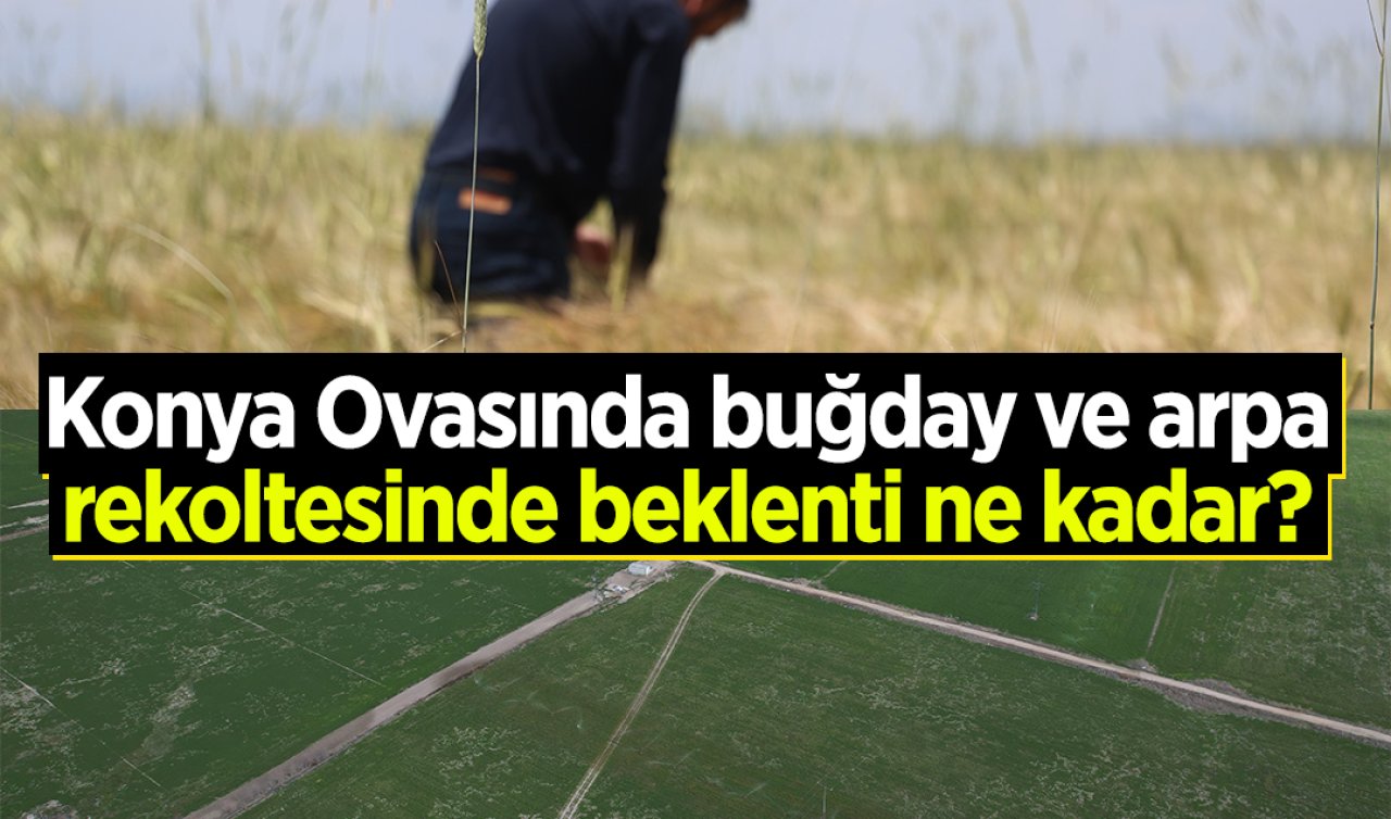 Konya Ovasında buğday ve arpa rekoltesinde beklenti ne kadar? 