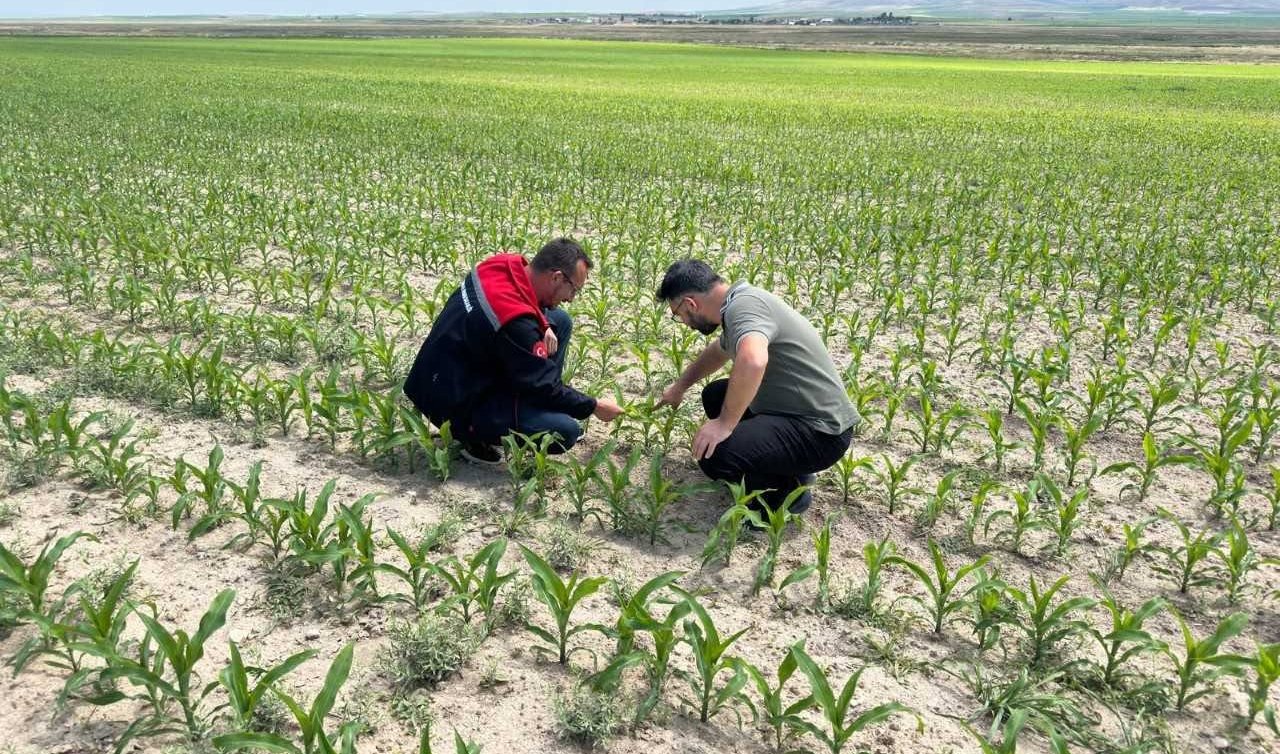 Konya’da tarımsal kontroller aralıksız sürüyor