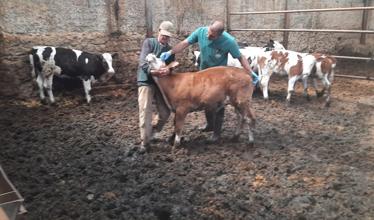 Kadınhanı’nda brucella ve kuduz aşılamaları aralıksız sürüyor