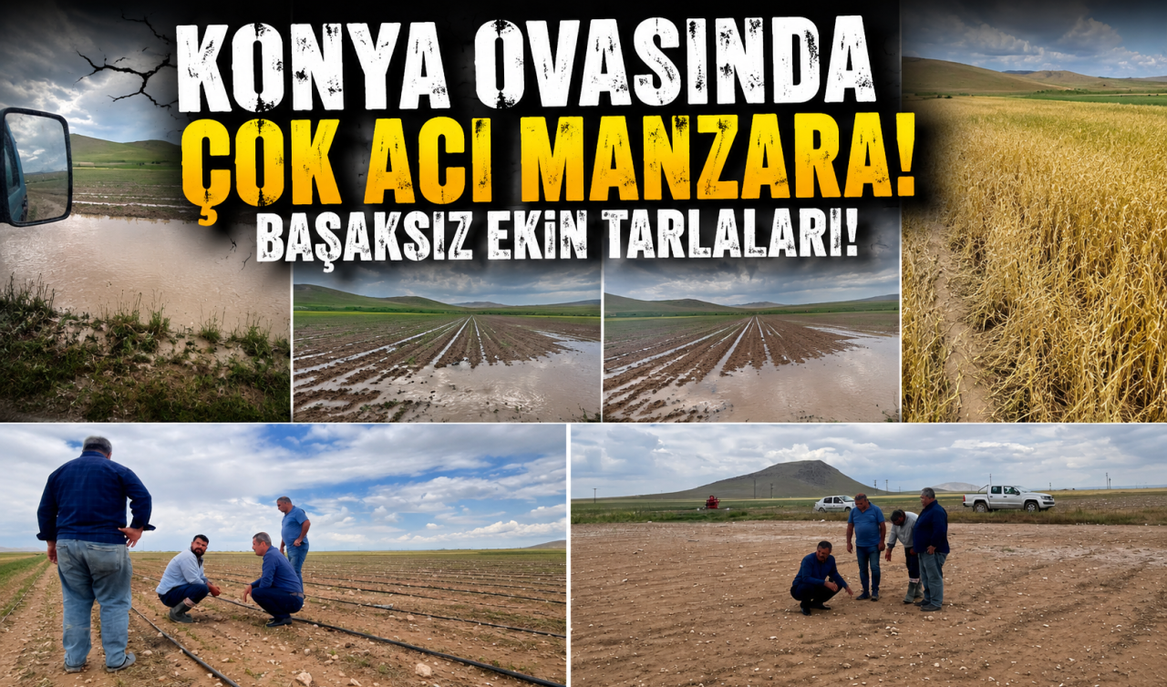 Konya ovasında çok acı manzara! Başaksız ekin tarlaları