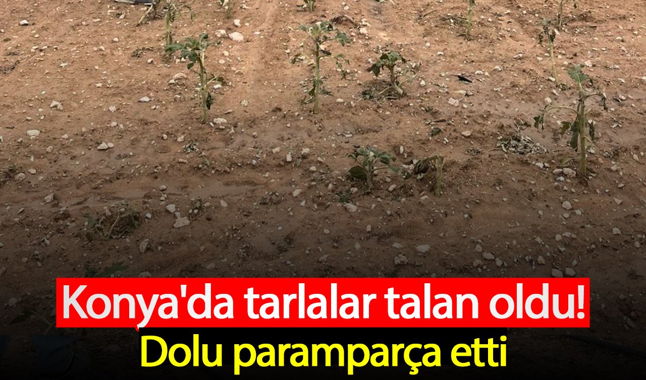 Konya’da tarlalar talan oldu! Dolu paramparça etti