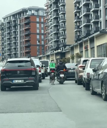 Böyle vicdansızlık olamaz! Motosiklete bağladığı köpeği metrelerce koşturdu 
