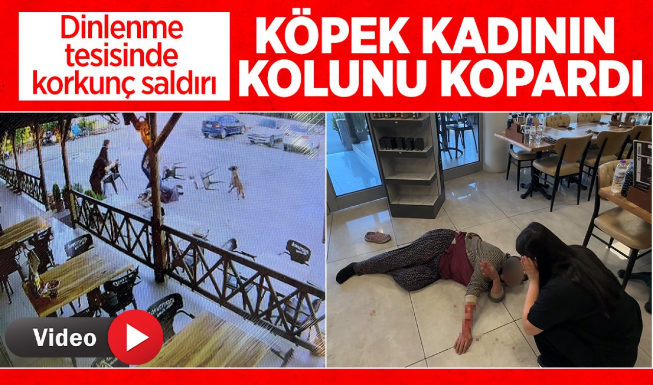 Dinlenme tesisinde korkunç saldırı! Köpek kadının kolunu kopardı 