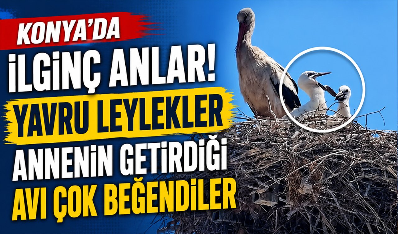 Konya’da ilginç anlar! Yavru leylekler annenin getirdiği avı çok beğendiler  