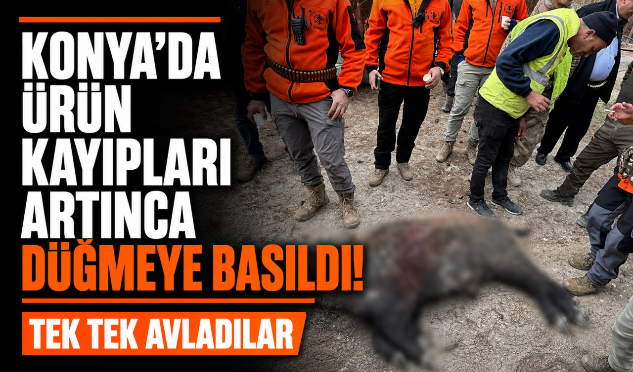 Konya’da ürün kayıpları artınca düğmeye basıldı! Tek tek avladılar 