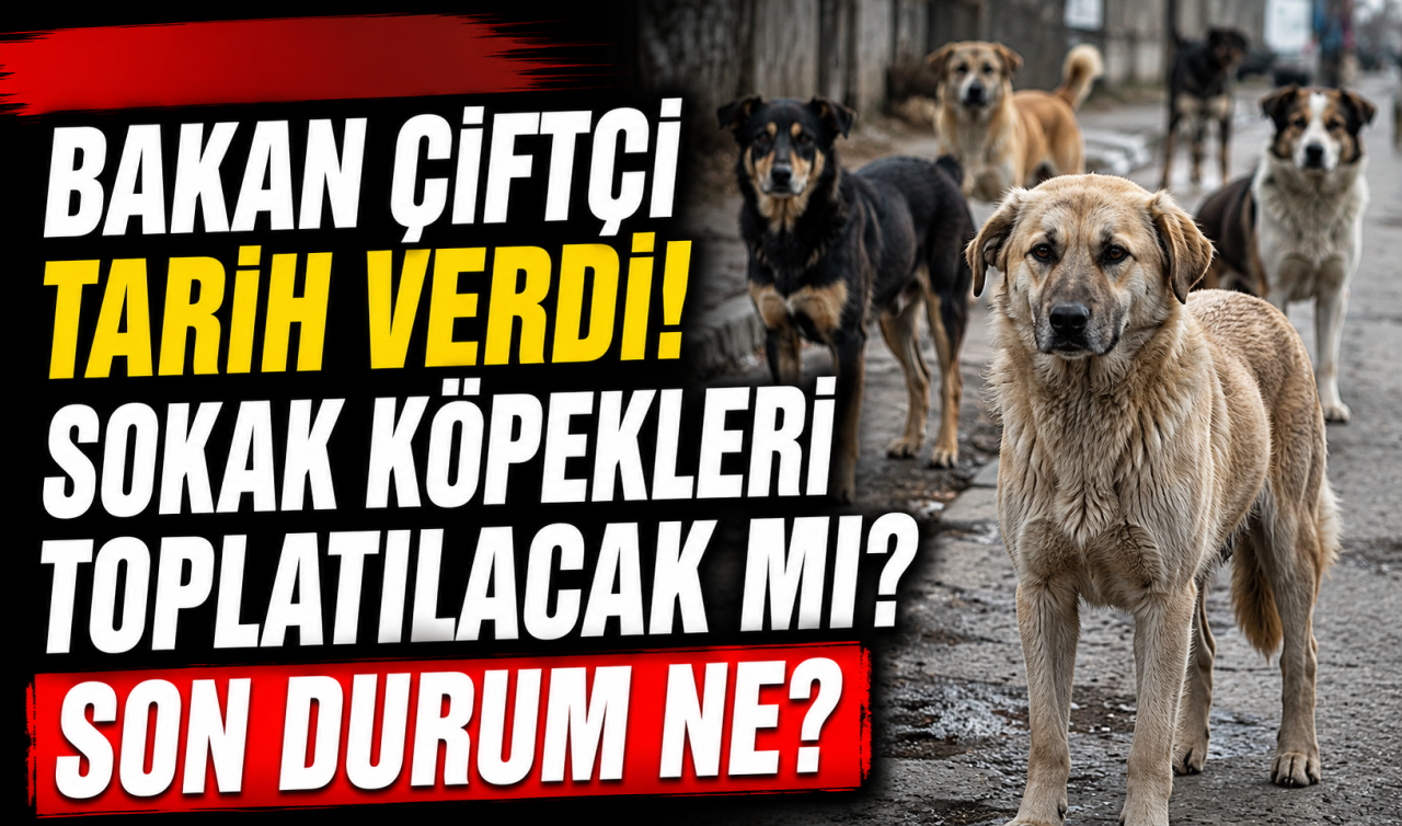 Bakan Çiftçi tarih verdi! Sokak köpekleri toplatılacak mı? SON DURUM NE? 